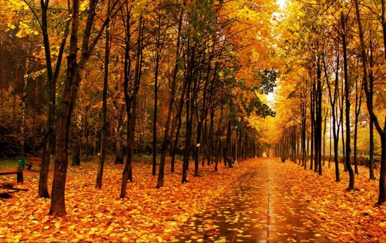 秋天树叶为什么变黄：秋天树叶叶绿素被分解而变黄