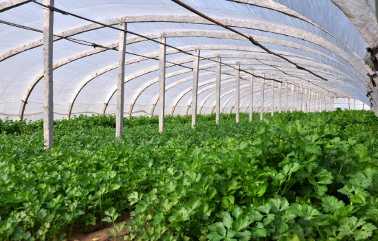 香菜的种植方法：土壤水分和养分要求较严格