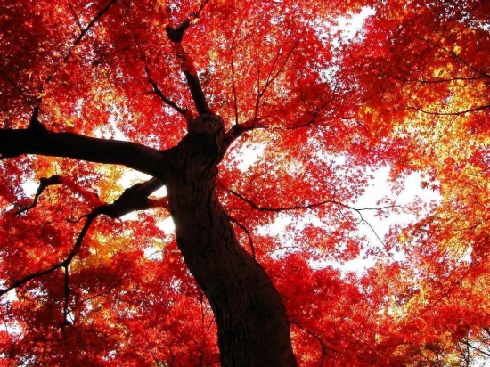 红艳艳的木棉树