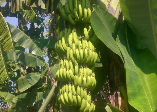 树上香蕉