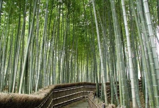 竹子的种类：常见竹子的种类及图片鉴赏