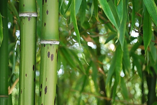 竹子的种类：常见竹子的种类及图片鉴赏