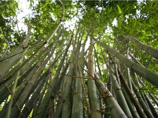 广西常见的竹子品种图片