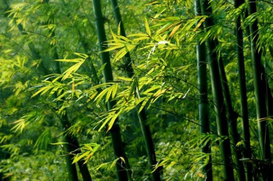 竹子的种类：常见竹子的种类及图片鉴赏"