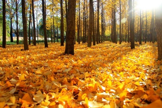 秋天树叶变黄的原因：秋天到来叶绿素被分解