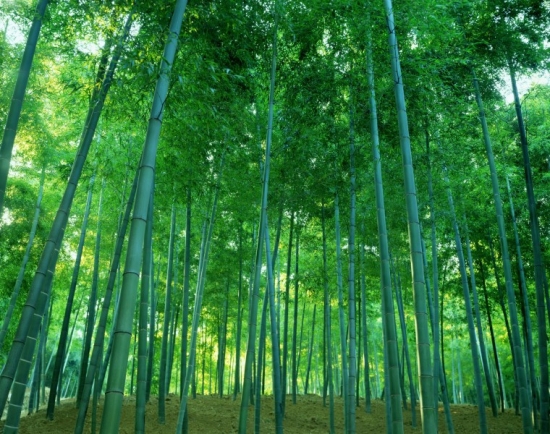 竹子作文：关于竹子的作文200~1100字