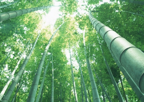 竹子作文：关于竹子的作文200~1100字