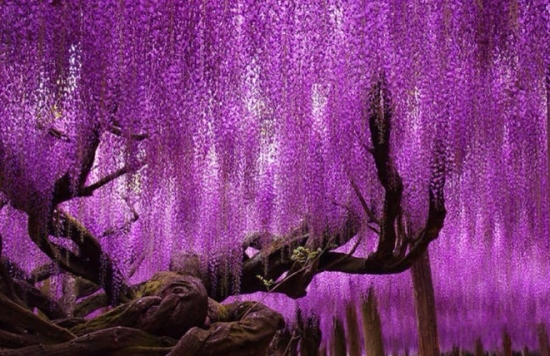 神圣的千年紫藤花树
