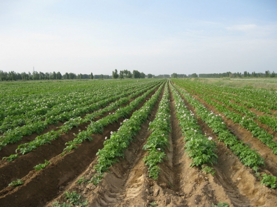 马铃薯种植技术：生育期施肥应掌握“攻前、保中、控尾”原则