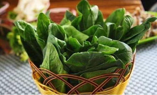 菠菜的营养价值：菠菜提取物能促进细胞增殖可抗衰老