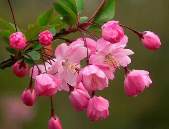 垂丝海棠花期：花期在3-4月份（可观赏时间大概在半个月左右）