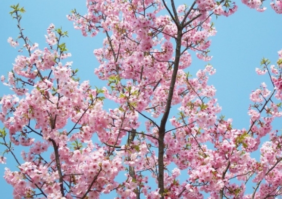 灿烂的垂丝海棠树