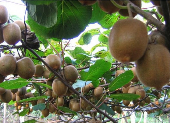 猕猴桃的营养价值：钾含量在水果中排名第一
