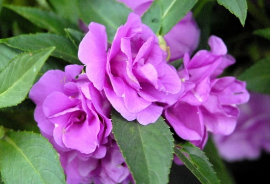 紫色凤仙花