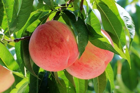桃树的资料：关于桃树的详细资料