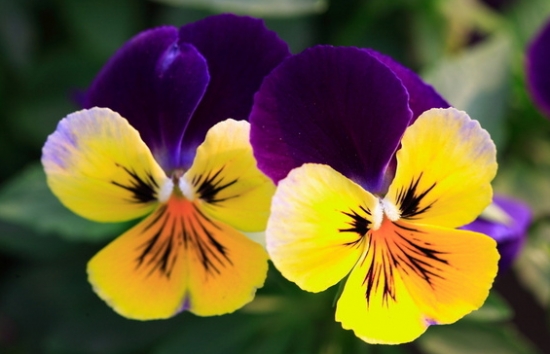 三色堇的养殖方法：充足的水分对花朵的增大和花量很有必要