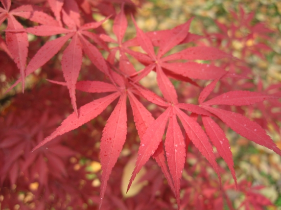 鸡爪槭和红枫的区别：鸡爪槭秋天才会变红，红枫一年四季均为红色