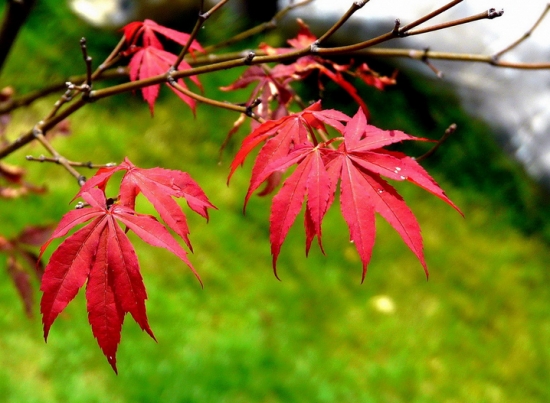 鸡爪槭和红枫的区别：鸡爪槭秋天才会变红，红枫一年四季均为红色