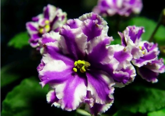 非洲紫罗兰花期：2月播种，8-9开花（播种繁殖）