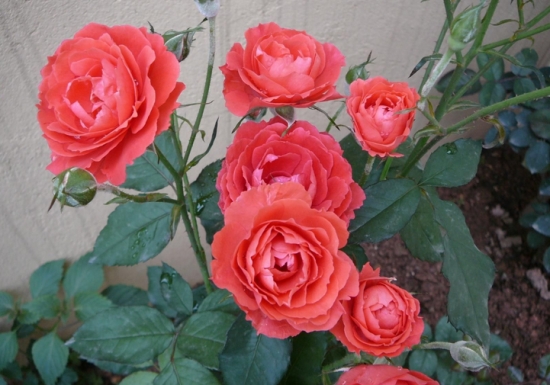 蔷薇和月季的区别：从花的簇生数量上很容易区分