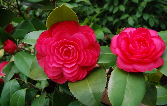 蔷薇和月季的区别：从花的簇生数量上很容易区分