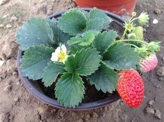 盆栽草莓
