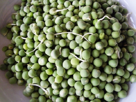 发芽的豌豆