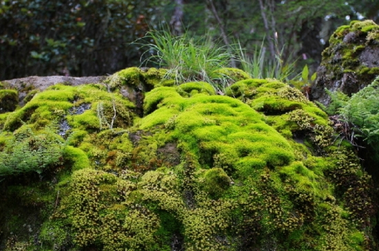 高等植物——苔藓