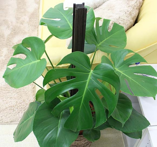 植物净化空气能力对比，龟背竹展示超强吸甲醛能力