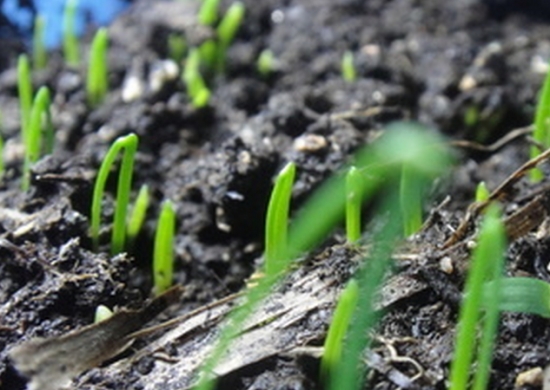 韭菜种子的种植方法：耐寒、喜阴湿肥沃环境