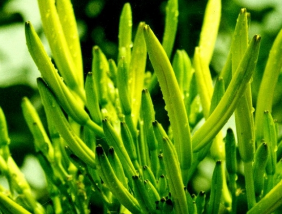 黄花菜怎样种植：介绍黄花菜的地栽种植流程
