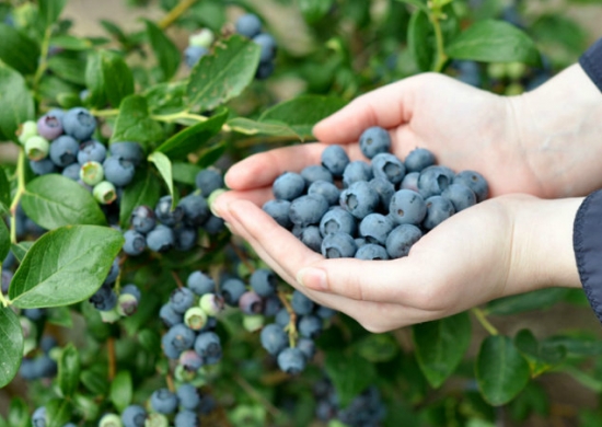 盆栽蓝莓种植：阳台应选择高矮合适的品种