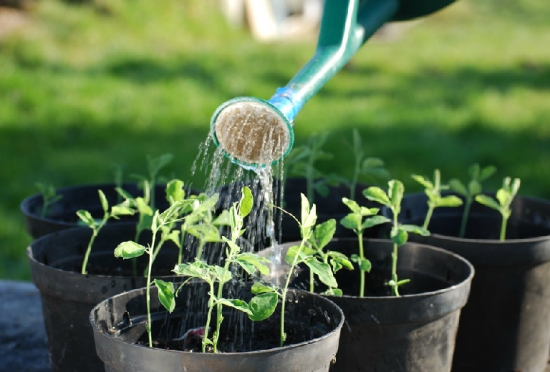 植物对水分的吸收和利用