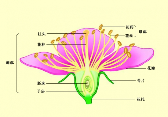 花的结构 由花冠 花萼 花托 花蕊组成 花语网