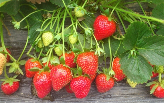 草莓的养殖方法