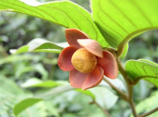 木兰目——被子植物
