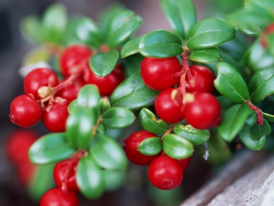 蔓越莓可以用来做什么：制作各种天然保健食品