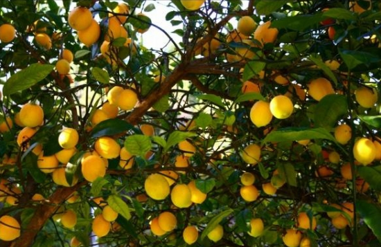 硕果累累的柠檬树