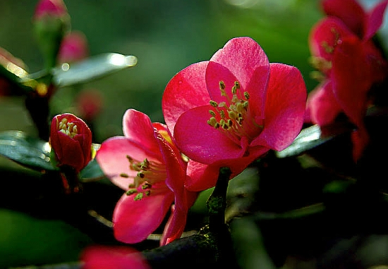 红海棠花
