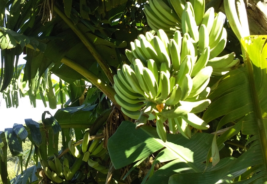 香蕉树上的未成熟的香蕉