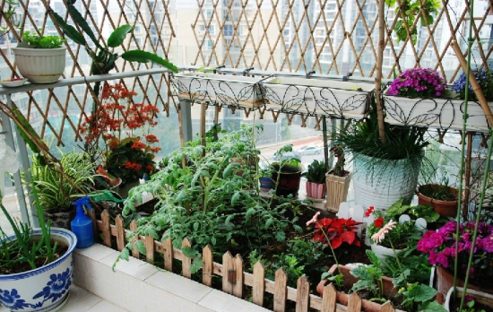 封闭阳台适合种哪种花卉植物：一年生的草本花卉或小型观叶植物