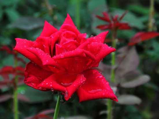 一支玫瑰花代表什么：一支红玫瑰代表情有独钟，你是唯一