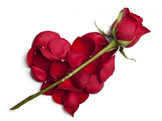 一支玫瑰花代表什么:一支红玫瑰代表情有独钟
