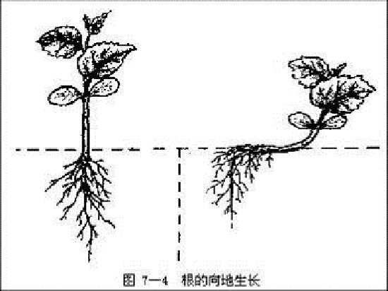 植物的重力向性示意图