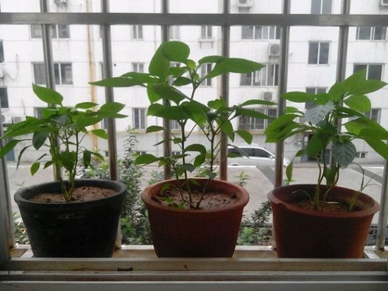 阳台上种植的辣椒