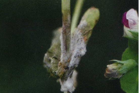 天竺葵常见病虫害及防治方法：站准病因,对症下药