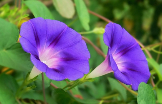 牵牛花为什么会变色：花里含有一种特别的色素