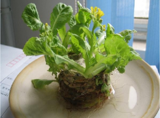 白菜根盆栽怎样水培：简单介绍白菜盆栽水培的方法及图片鉴赏