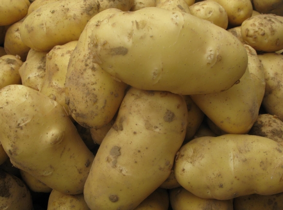 马铃薯的价格：批发价一般为1.5/斤