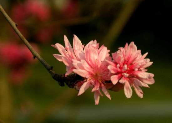 菊花桃如何栽培：喜阳光充足、通风良好的环境